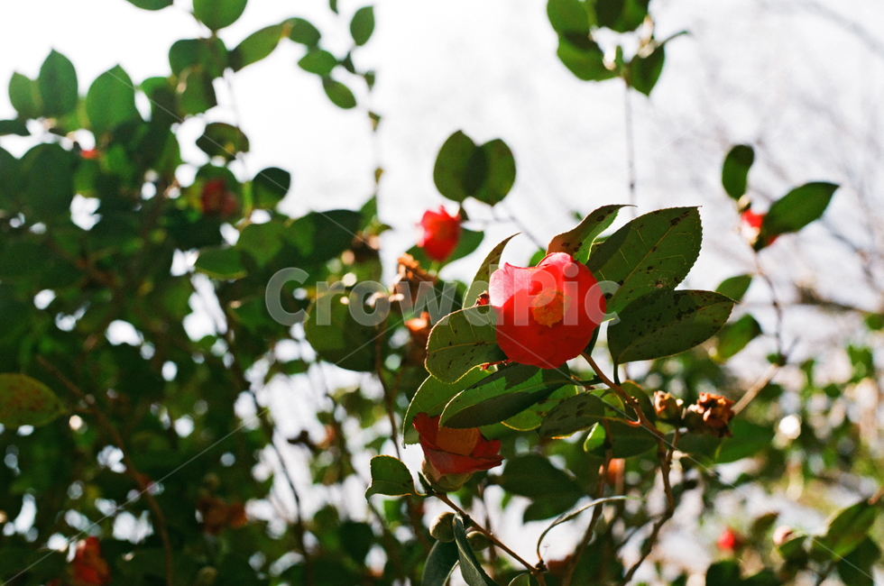한국,관광,동백,연화도,봄,관광지,필름,필름카메라,식물,자연,plants,nature,꽃,flower