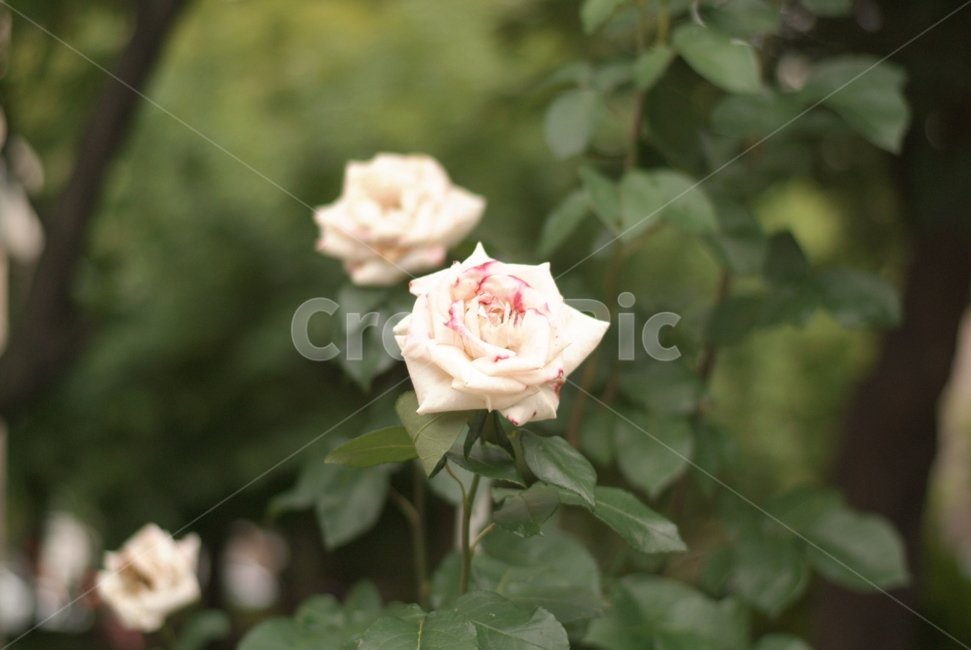 꽃,식물자연,plants,색깔,색상,색채,color,sense,flower,감성,식물,접사,가든