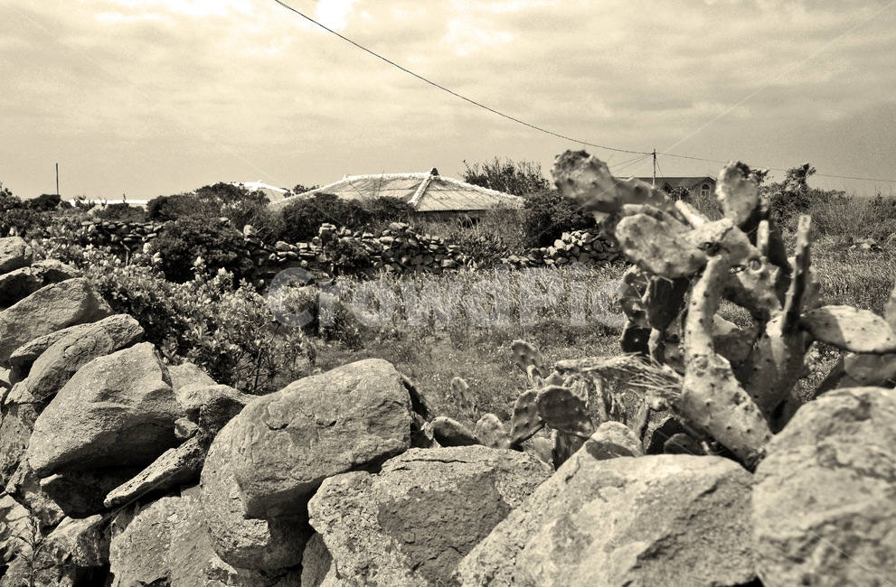 백년초,돌담,가파도,제주,올레101코스,서귀포시,대정읍,마을,섬,제주도,jeju,jeju island,시골,마을,풍경,landscape,country,rural,town,흑백,모노톤,monochrome,black and white,rubble,파편,ground,바닥