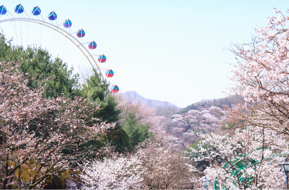 봄,봄날,벚꽃,대관람차,봄꽃,계절,풍경,경치,배경,아름다운,봄풍경,만개한,만발한,파란,하늘,따듯한,소풍,야외,꽃놀이,청명한,나들이,봄,계절,spring,season,놀이공원,놀이동산,놀이터,amusement park,playground,plant,식물,blossom,꽃,flower,cherry blossom