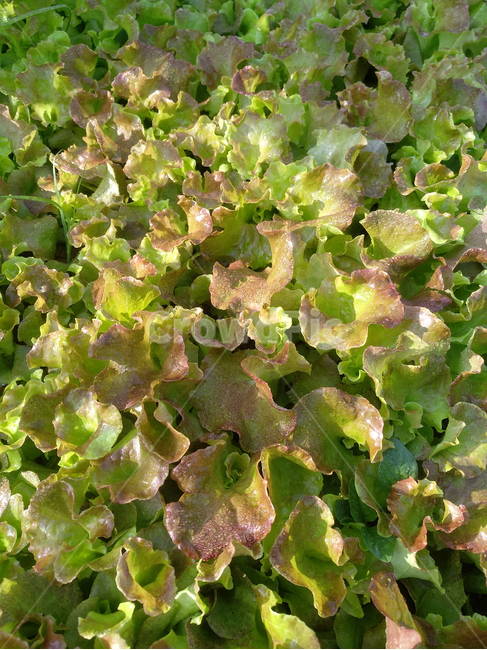 상추,상추밭,쌈채소,텃밭,야채,채소,야채,vegetables,농업,농사,agriculture,farming,farming industry