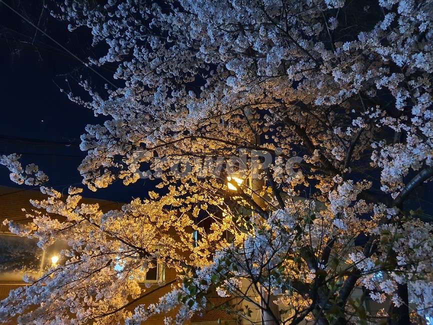 plant,식물,light,flare,플레어,벚꽃,야경,가로등