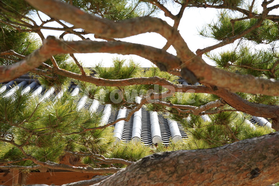 소나무,전나무,기와,한옥,한국적,한국전통,한국문화,korean traditional,korean culture,식물,자연,plants,nature,나무,trees,wood