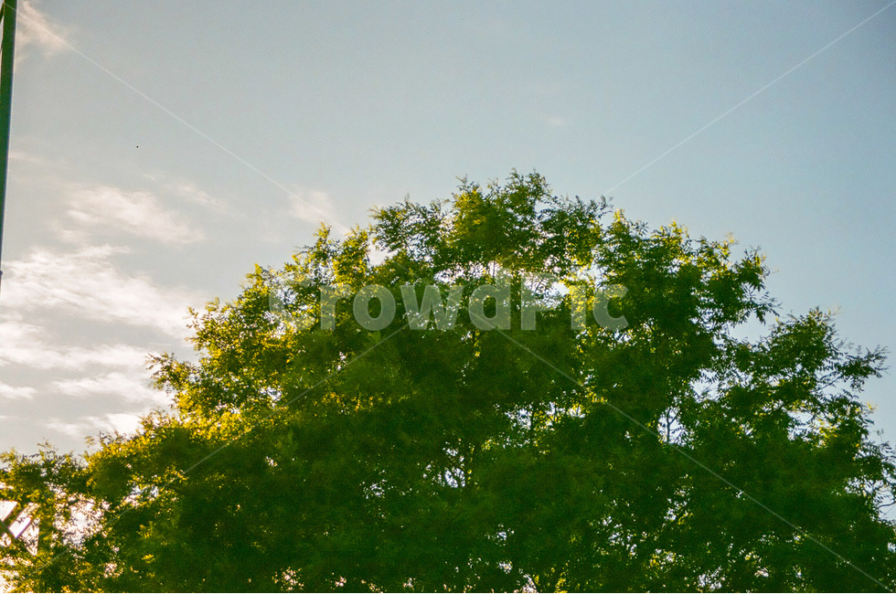 자연,nature,나무,tree,녹색,green,하늘,sky,감성사진,풀,나뭇잎,leaf,풍경,landscape,자연풍경,식물,자연,plants,nature,나무,trees,wood,감성,sensible,feeling