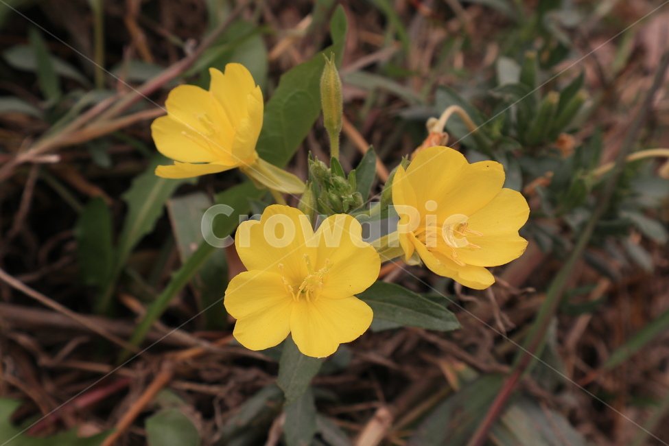 plant,geranium,식물,제라늄,flower,꽃,blossom,식물,자연,plants,nature,꽃,flower