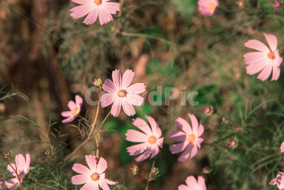 가을,가을꽃,코스모스,꽃,flower,가을,계절,fall,autumn,season,식물,자연,plants,nature,꽃,flower,감성,sensible,feeling,plant,blossom,petal,꽃잎