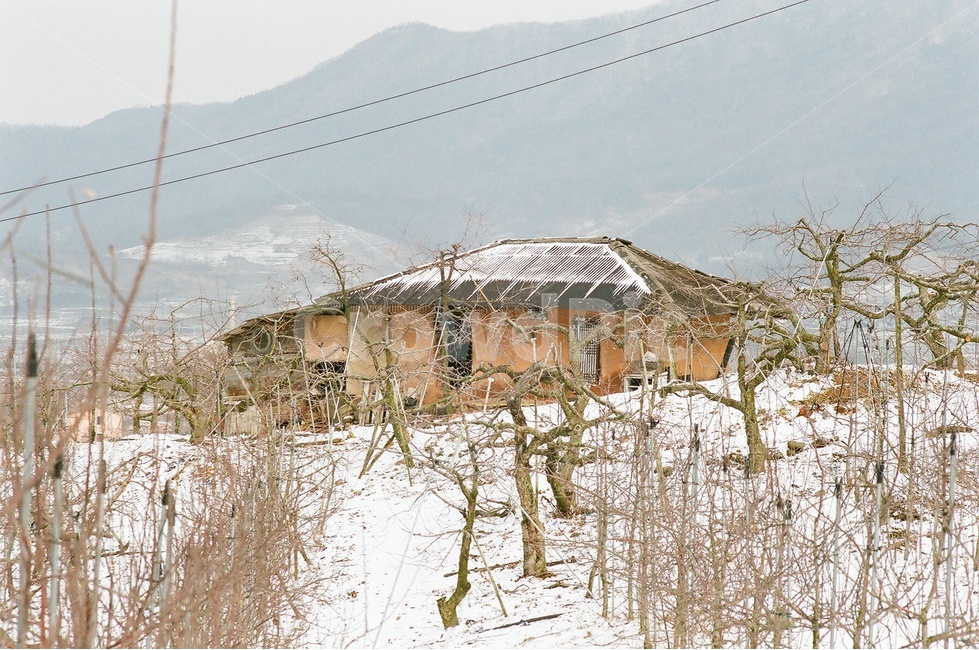 과수원,집,풍경,겨울,fruitfar,house,scenery,winter,겨울,계절,winter,season,자연,풍경,nature,landscape,건축물,건물외관,exterior,building,structure,architecture,construction,outdoors,옥외