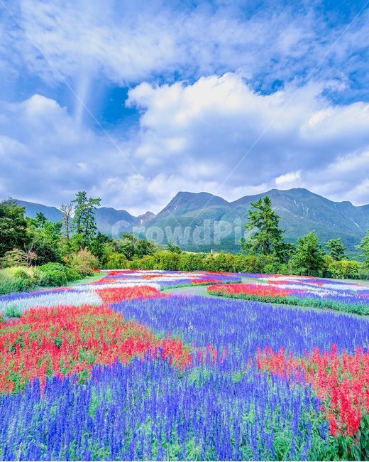 일본,구주공원,후쿠오카,jepan,kujuflowerpark,자연,풍경,nature,landscape,해외,외국,세계,foreign,oversea,world,세계자연풍경,해외자연풍경,외국자연풍경,world nature landscape