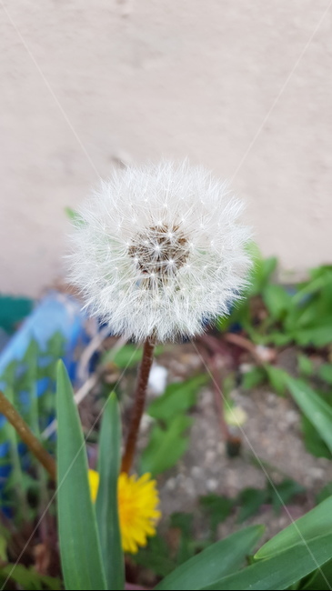 민들레홀씨,민들레,따뜻한,포근,소원,봄,감성사진,식물,자연,plants,nature,꽃,flower