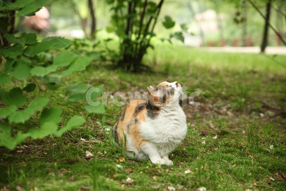 고양이,숲,나무,삼색고양이,풀,자연,cat