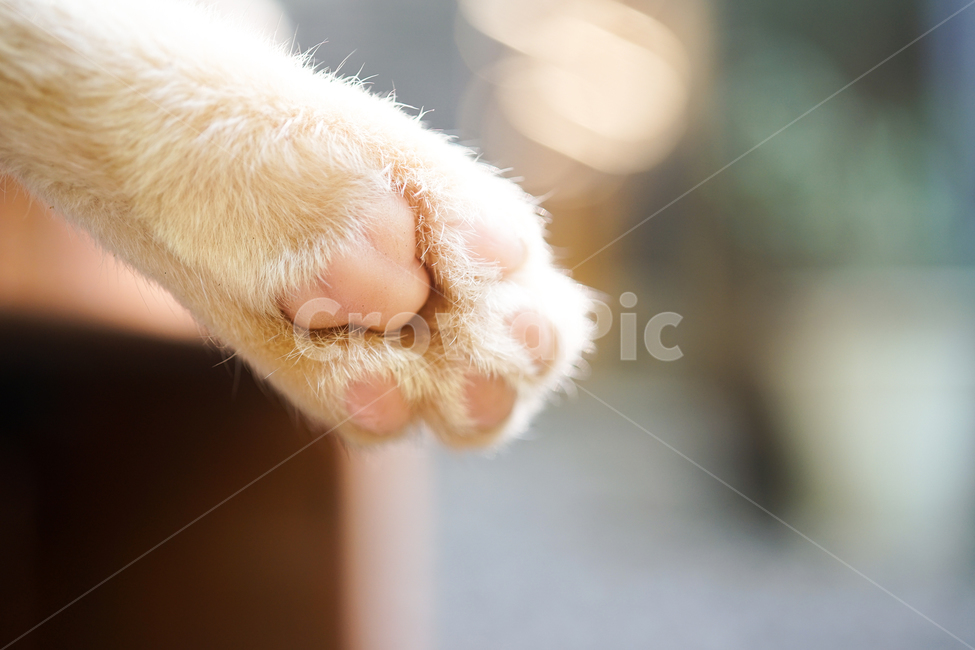 고양이,동물,포유류,길냥이,cat,animal,pet,발바당,핑크,pink,동물,animal,포유류,mammal,고양이,cat,kitten,kitty