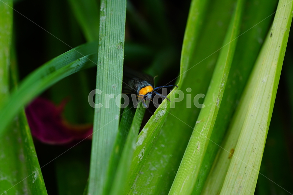 목도리불나방,곤충,벌레,자연,풀,paraonastaudingeri,insect,bug,nature,나방,곤충,벌레,insect,bug