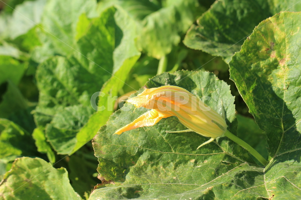 호박,호박꽃,식물,plant,시골풍경,시골