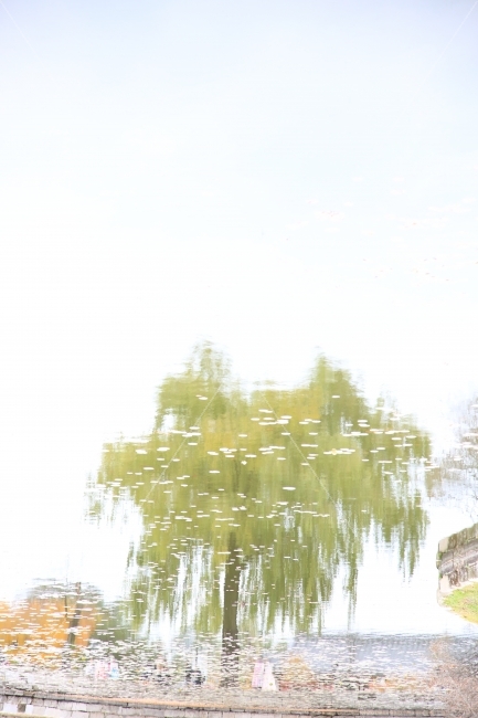 나무,반영,연못,나뭇잎,가을,자연,풍경,nature,landscape,water,물,outdoors,옥외