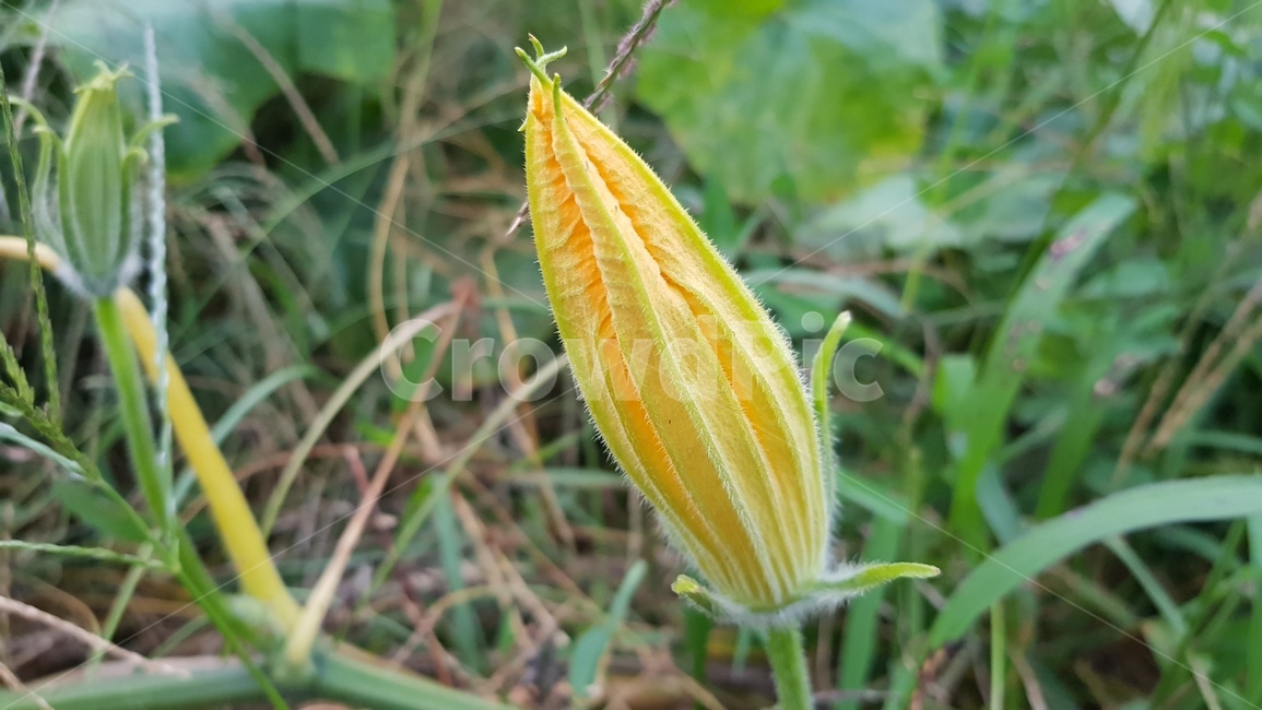 호박잎,호박꽃,들꽃,채소꽃,노란꽃,식물,자연,plants,nature,꽃,flower