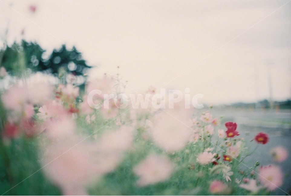 꽃,감성사진,아날로그,필름사진,풍경,자연,가을,계절,fall,autumn,season,식물,자연,plants,nature,꽃,flower,감성,sensible,feeling,휴식,힐링,rest,relaxation,healing,plant,blossom