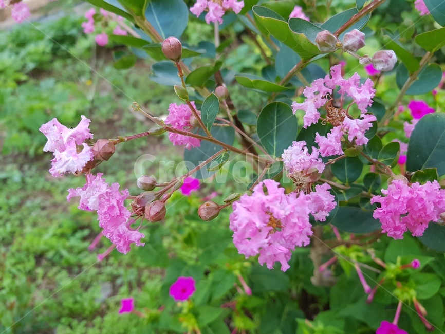 백일홍나무,박일홍,꽃나무,배롱나무,분홍색,초록색,식물,자연,plants,nature,꽃,flower