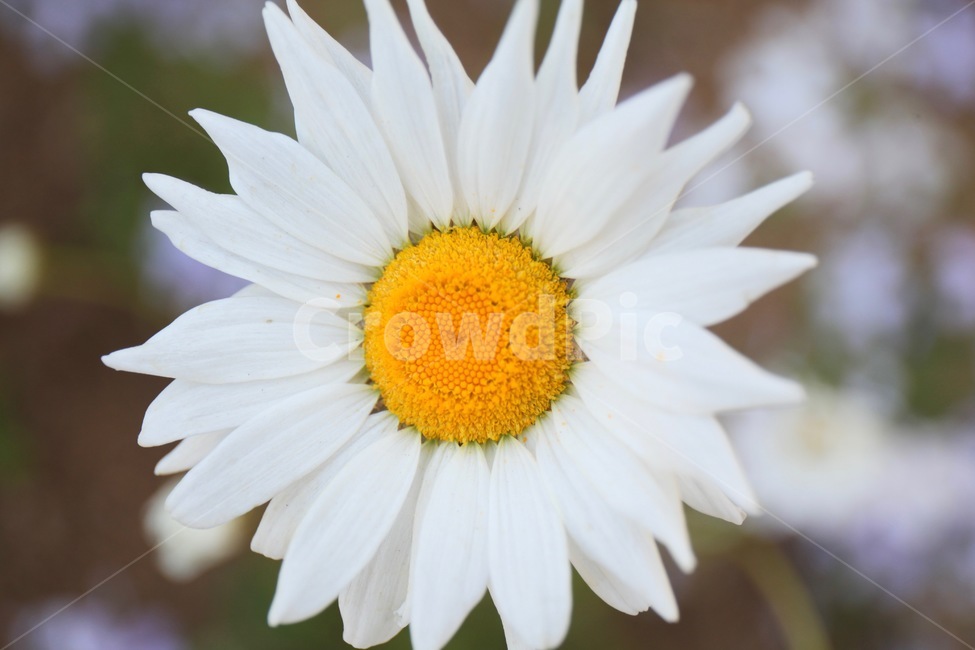 꽃,화훼,플라워,flower,flowergarden