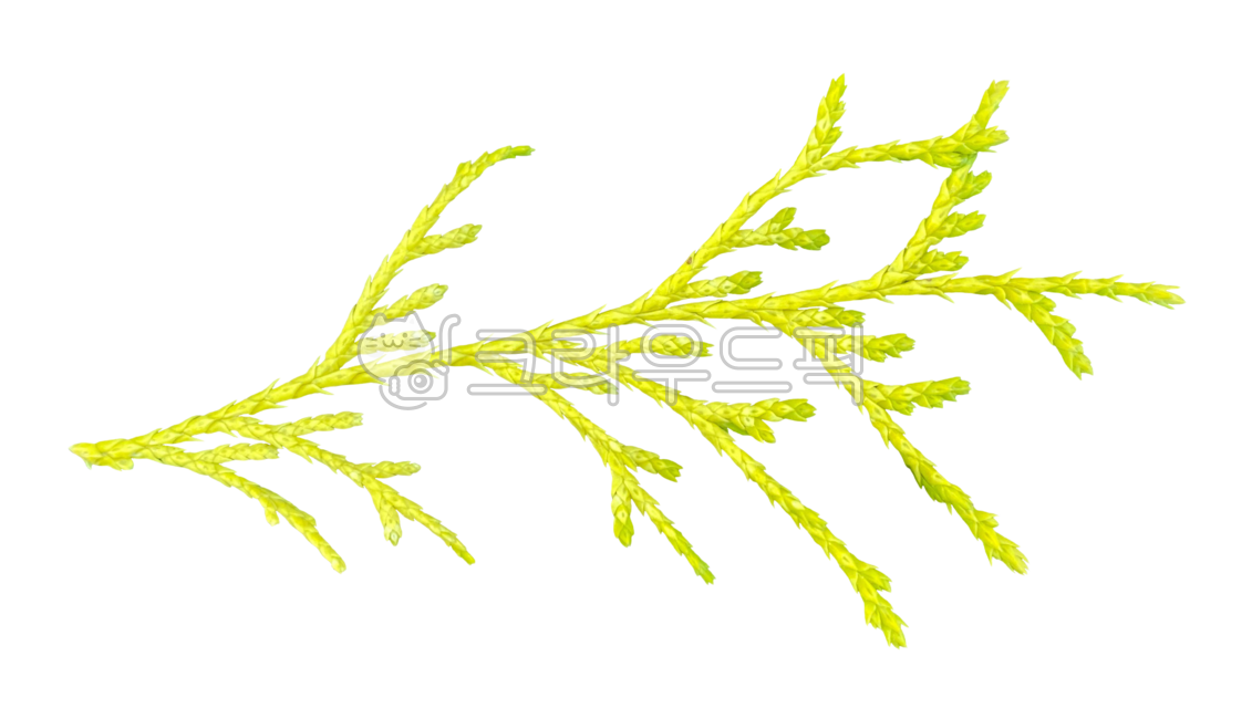 leaf of grass,green leaves,Nukki,cedar leaves,removebackground,coniferous plant,Flower Nokki,transparent,fresh flowers,Leaves,cedar,Fresh flowers,petal,leaves,plants,Leaves of grass,flower png,blossom,green,nature,transparentbackground,plant png,png,tree,