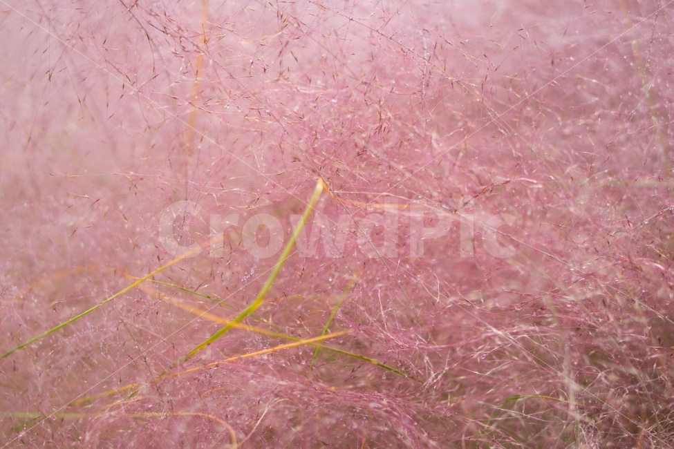 핑크뮬리,핑크,제이드가든,억세,갈대,10월,자연풍경,pink,식물,자연,plants,nature,가을,계절,fall,autumn,season,식물,자연,plants,nature,감성,sensible,feeling,plant