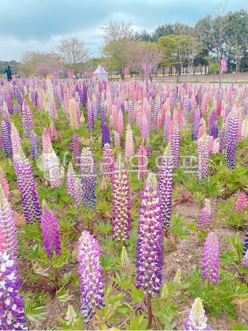 purple flower,plant,flower