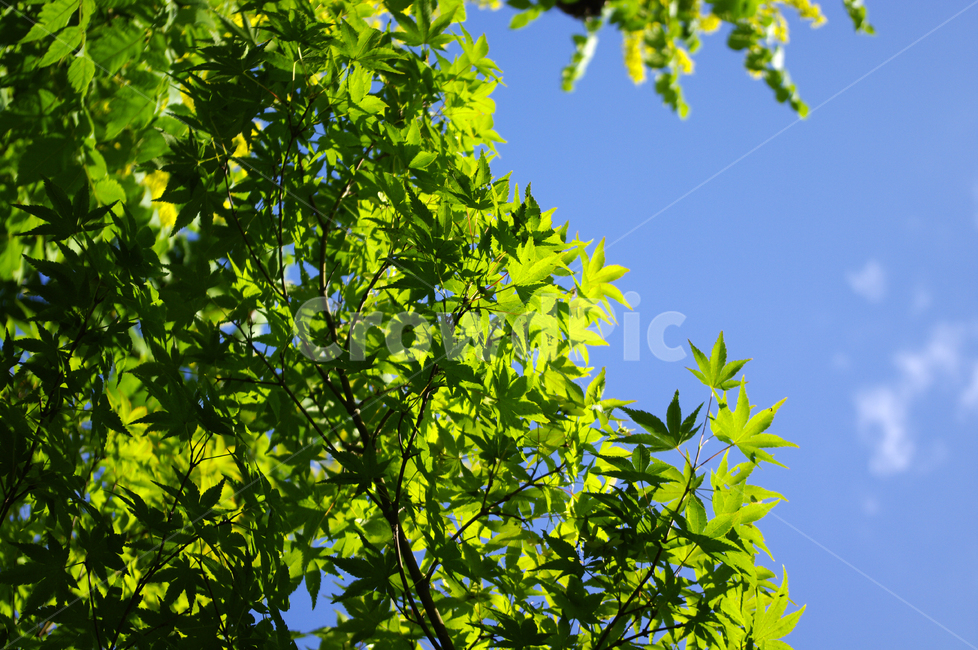 나무,잎,초록,신록,식물,자연,풍경,nature,landscape,plant,leaf