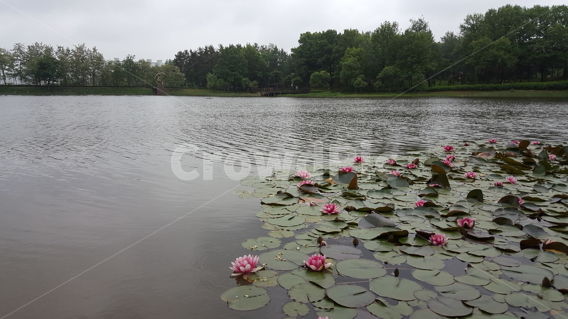 공원,연꽃,김제생활체육공원,호수,park,lotus,lake