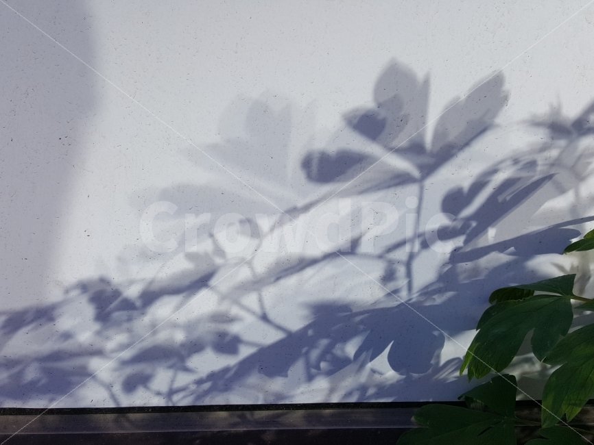 그림자,나뭇잎,바람,가을,외로움,식물,자연,plants,nature