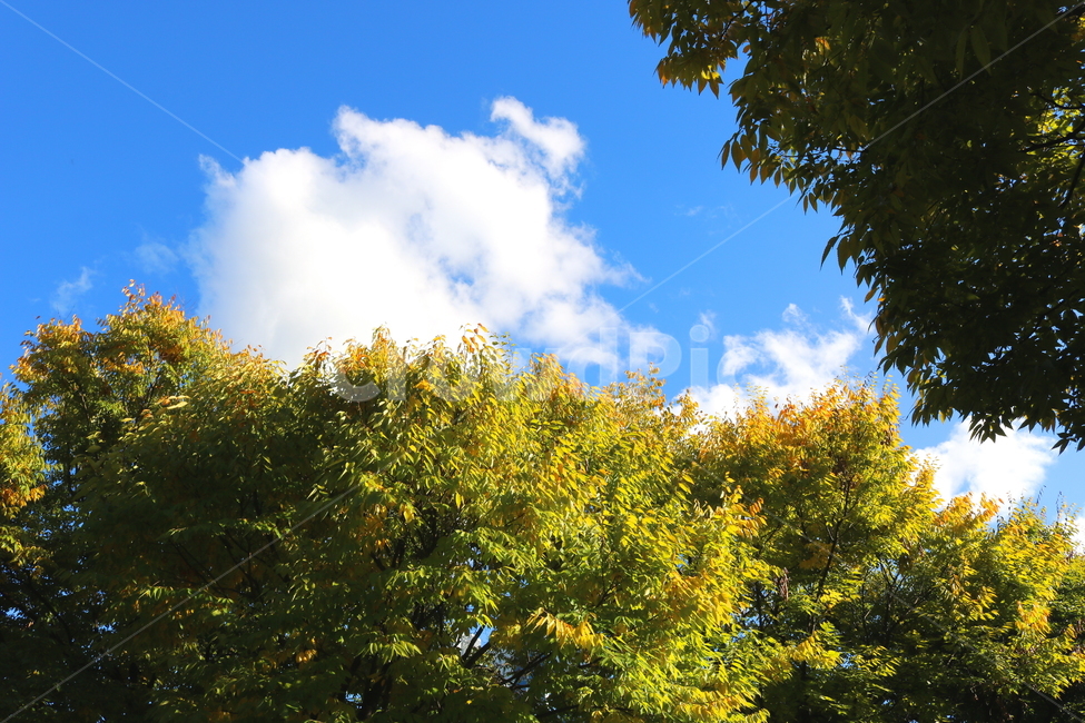 나무,단풍,식물,자연,풍경,가을,느티나무,하늘,가을,계절,fall,autumn,season,자연,풍경,nature,landscape