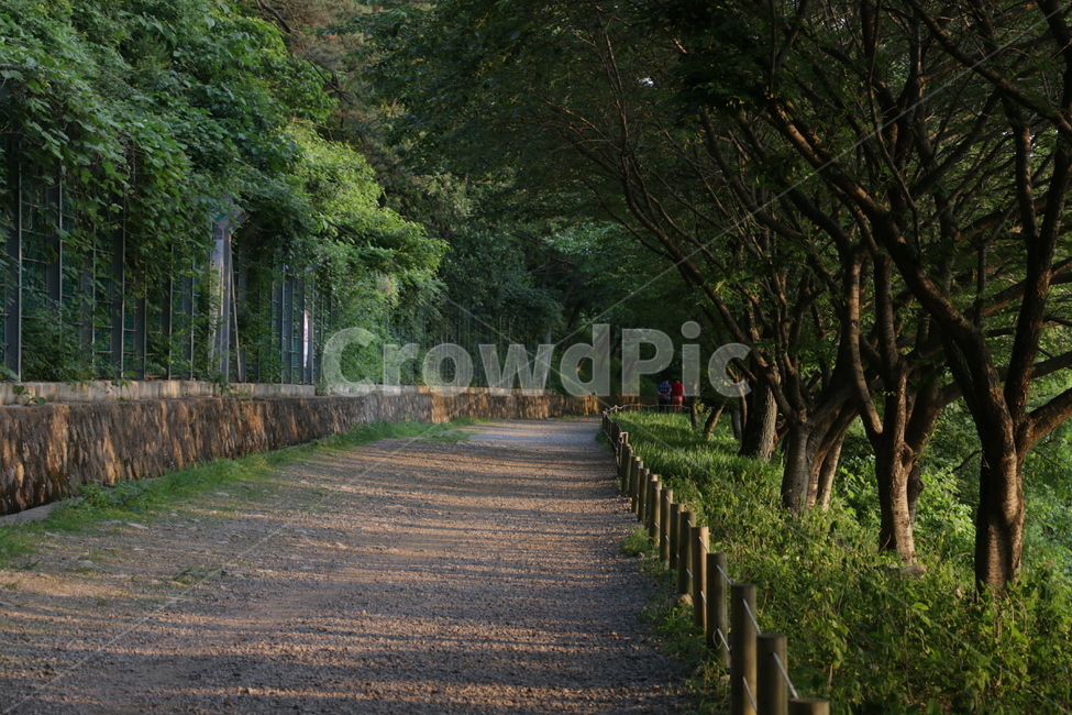 자연,풍경,초록,산책길,그림자,자연,풍경,nature,landscape,식물,plants,나무,trees,wood,path,통로,tree,plant