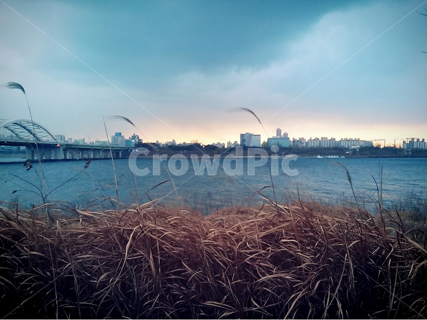 한강,갈대,억새,풍경,감성사진,일몰,분위기,자연,풍경,nature,landscape,도시,city,plant,식물,grass,잔디,lawn,outdoors,옥외
