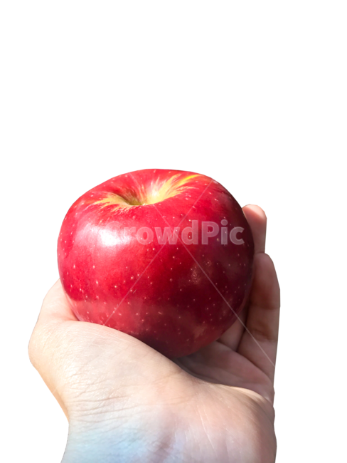 사과,apple,건네다,손,주다,주는모습,사과하다,give,과일,열매,fruit,png,과일,열매,fruit,누끼,remove background