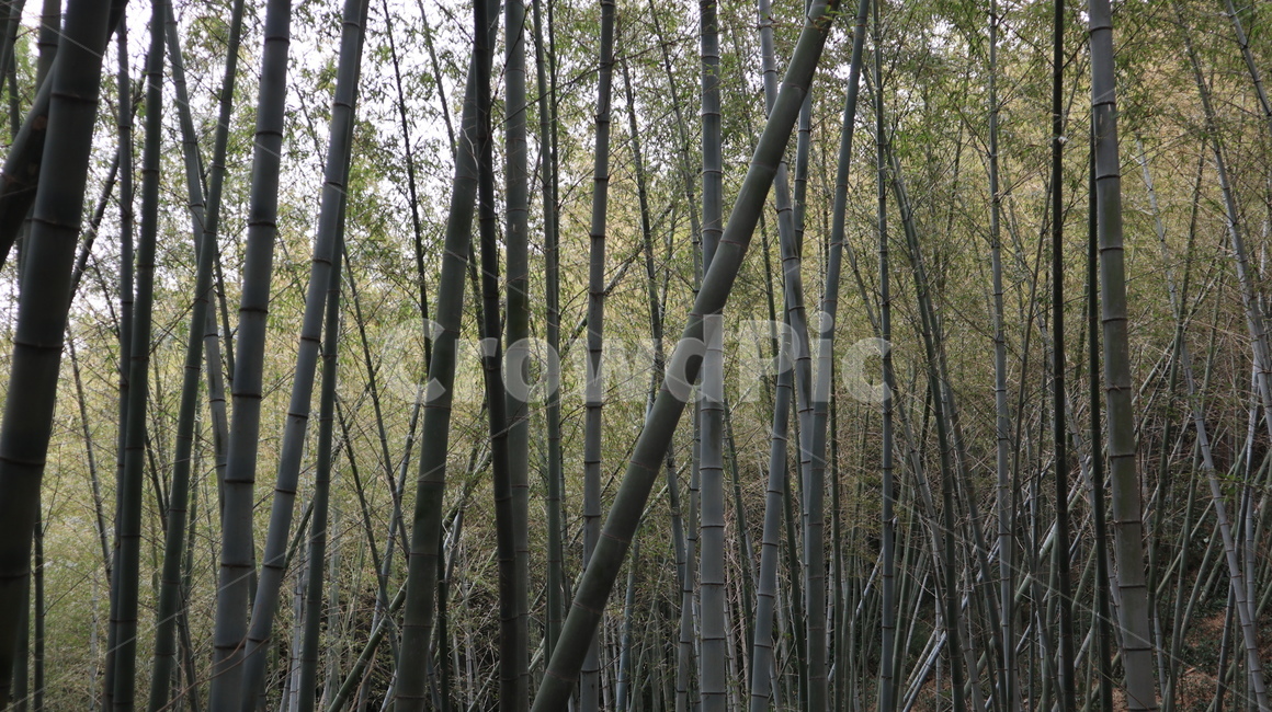 plant,식물,bamboo,대나무,숲,대나무숲,자연,nature,green,초록,식물,자연,plants,nature,나무,trees,wood