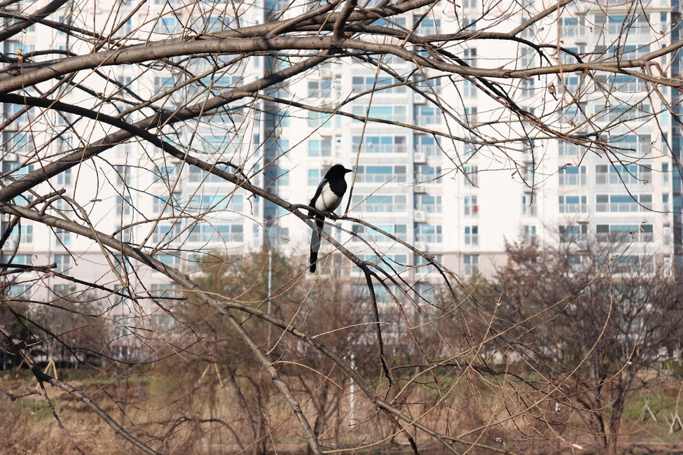 새,버드,까치,한마리,고독함,자연,동물,animal,조류,새,birds