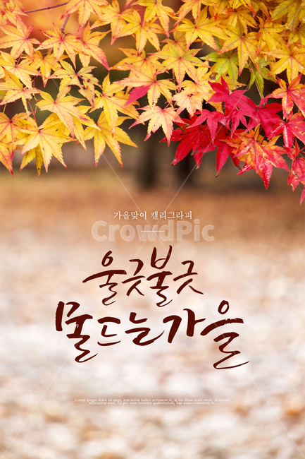단풍,낙엽,캘리그라피,손글씨,가을,배경,가을,계절,fall,autumn,season,캘리그라피,손글씨,calligraphy,leaf,잎,plant,식물,tree,나무