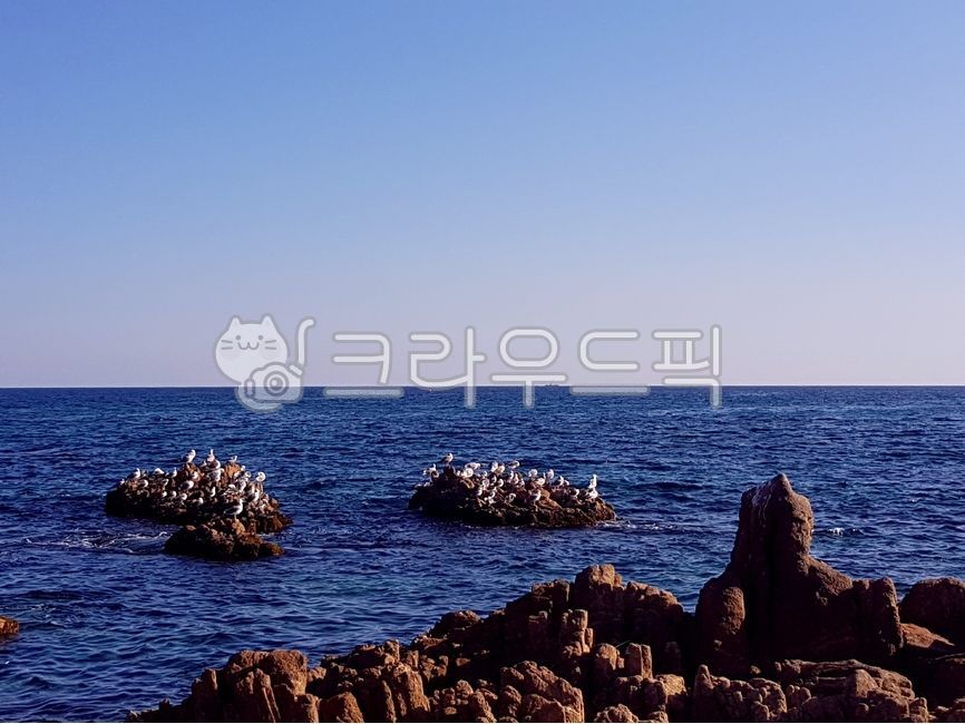 ocean,waterfront,seaside rock,Seagull