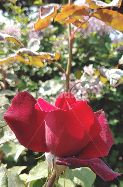 장미,봄꽃,식물,빨간장미,꽃,식물,자연,plants,nature,꽃,flower