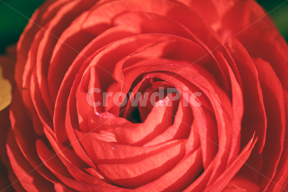 꽃,flower,식물,야생화,라넌쿨러스,식물,자연,plants,nature