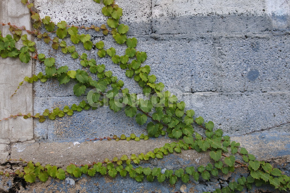 plant,담쟁이,담쟁이넝쿨,넝쿨,덩쿨,식물,잎,식물,자연,plants,nature