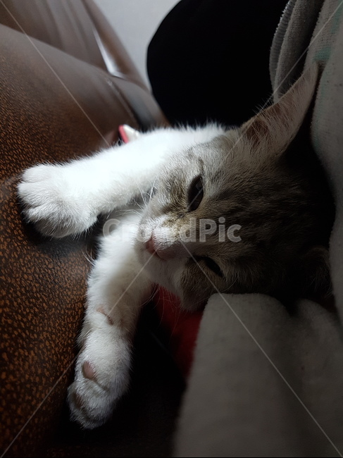 고양이,핑크코,cat,핑크발바닥,냥,냥이,하얀고양이,귀여운,애기고양이,kitten,동물,animal,포유류,mammal,고양이,cat,kitten,kitty