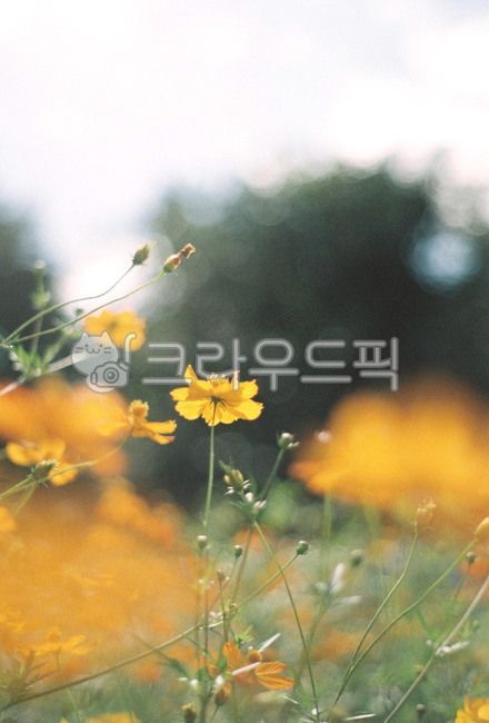 코스모스,황화코스모스,cosmos,꽃,flower,blossom,plant,식물,보케,bokeh,film,가을,계절,fall,autumn,season