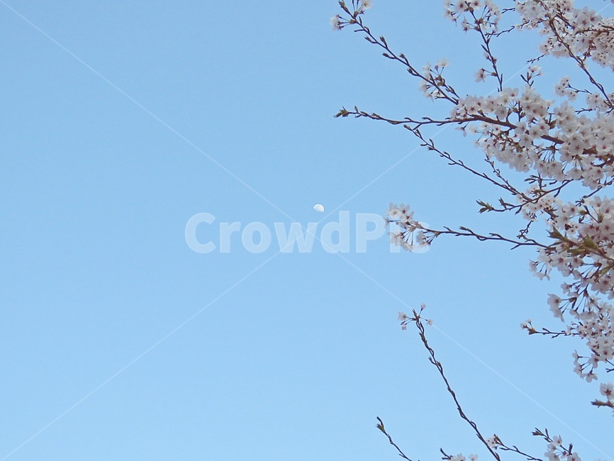 벚꽃,꽃,낮달,moon,봄,달,flower,풍경,자연,plant,식물,나무,아름다움,예쁜,cherryblossom,blossom