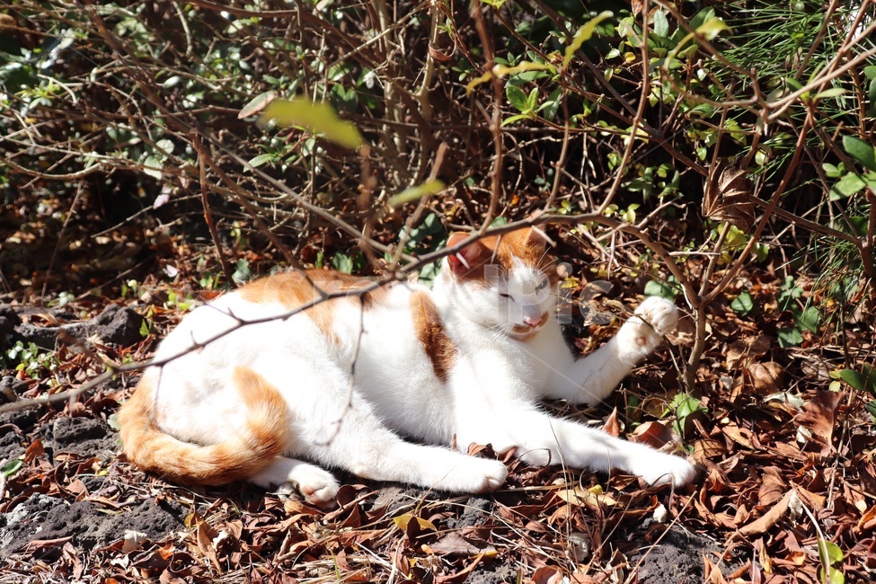 동물,길고양이,cat,귀여움,냥이,고양이,편안한,자연의,자연,야생동물,편함,동물,animal,포유류,mammal,고양이,cat,kitten,kitty