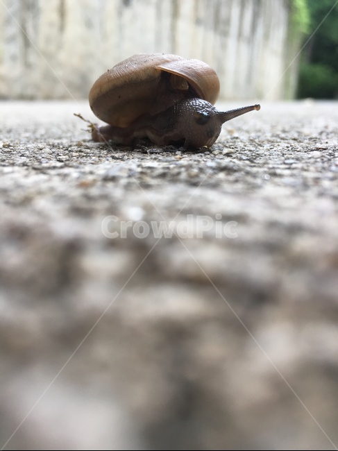 달팽이,귀여움,길,여름,느림