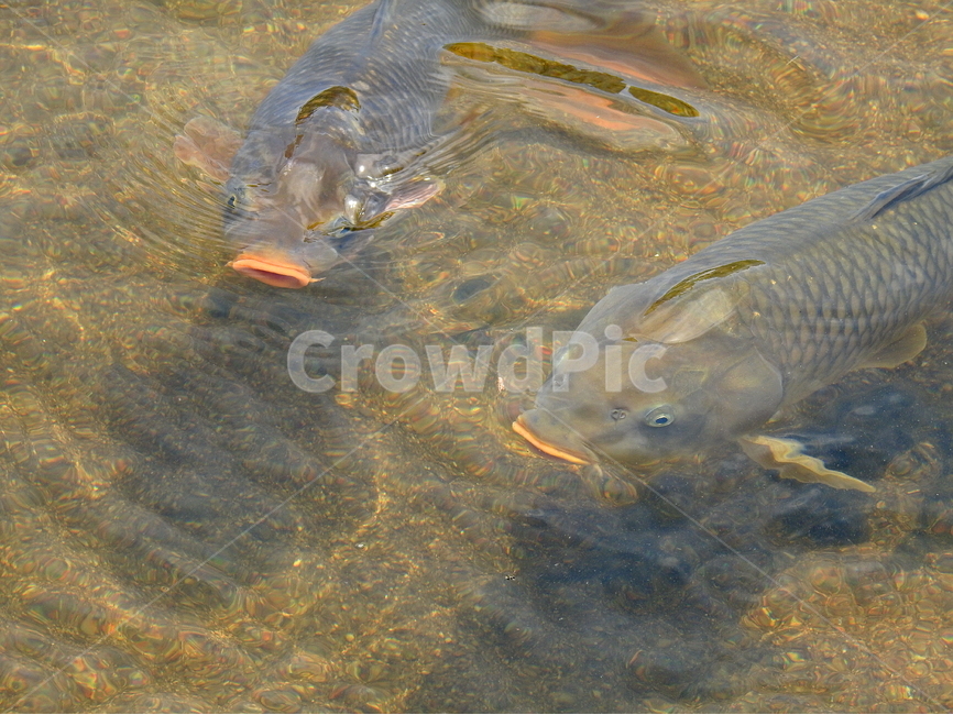 강,호수,물,물고기,생선,동물,animal,어류,물고기,fish