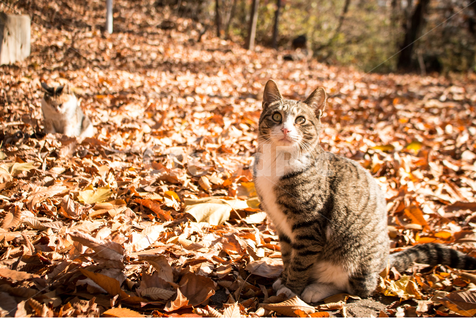 고양이,길고양이,고양이가족,고양이사진,동물,가을,계절,fall,autumn,season,동물,animal,포유류,mammal,고양이,cat,kitten,kitty,ground,바닥