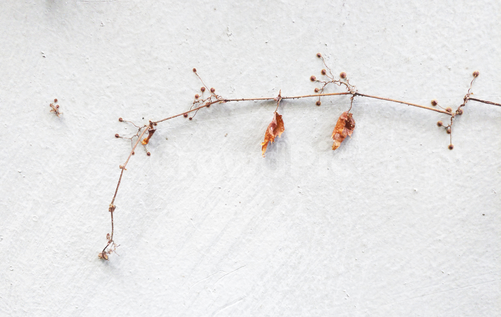 벽,배경,background,grey,시멘트,회색,잎,식물,낡은,vintage,마른,dry,자연,wall