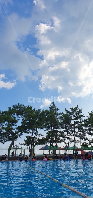 nature,자연,outdoors,tree,나무,바다수영장,노천수영장
