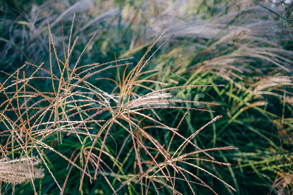 가을,갈대,햇살,햇볕,자연,풀,풀잎,잎사귀,가을,계절,fall,autumn,season,식물,자연,plants,nature,outdoors,옥외,ice,빙,frost,서리,snow,눈