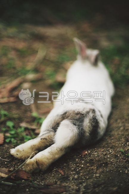 토끼,rabbit,엉덩이,hip,animal,동물,야생동물,wild,wildanimal,자연,nature,동물,animal,포유류,mammal